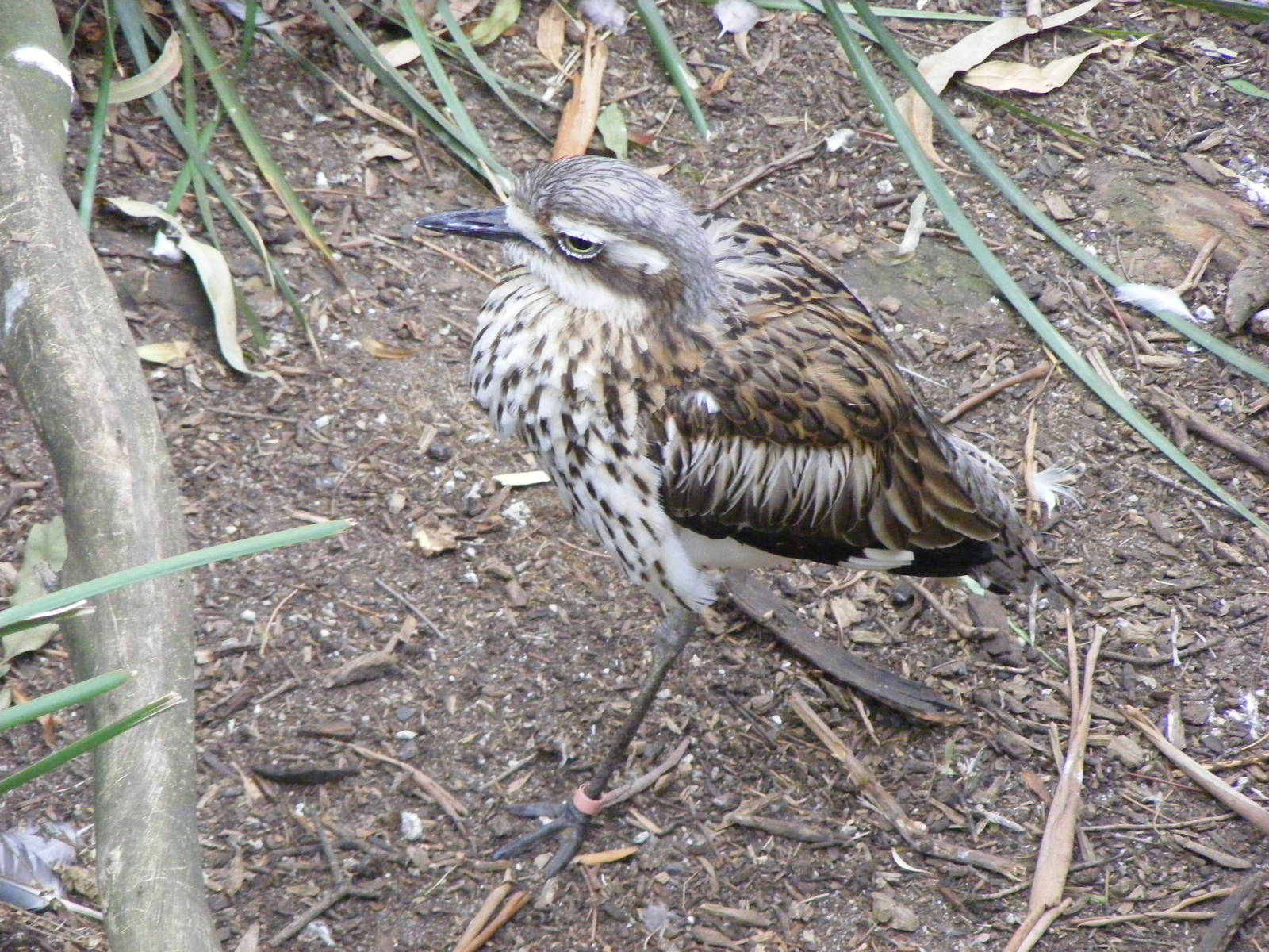 Bush Stone-curlew, GFA - January, 2010