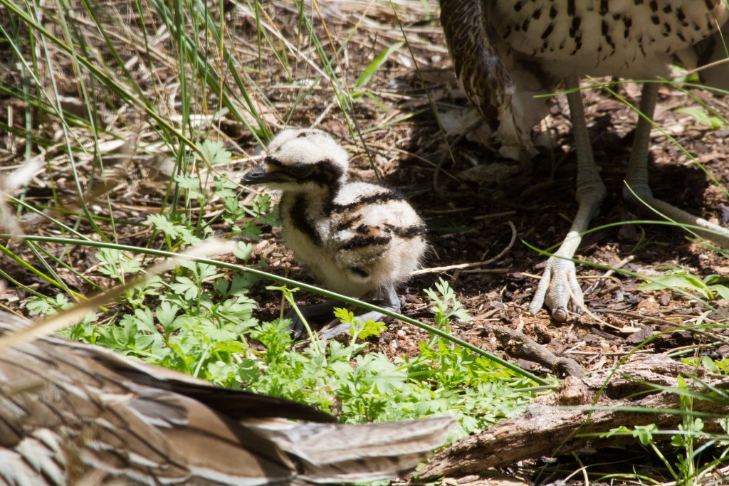 Bush Stone Curlew hatchling (Burhinus grallarius)