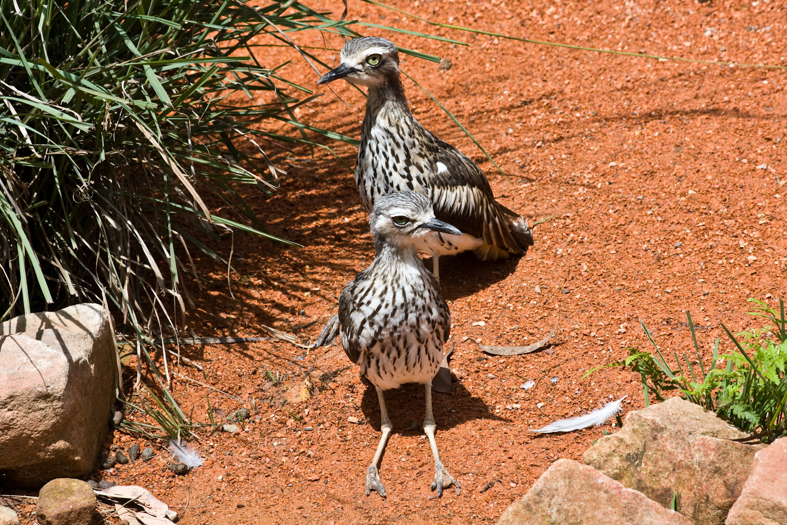 Bush Stone-curlew - Nov 2008