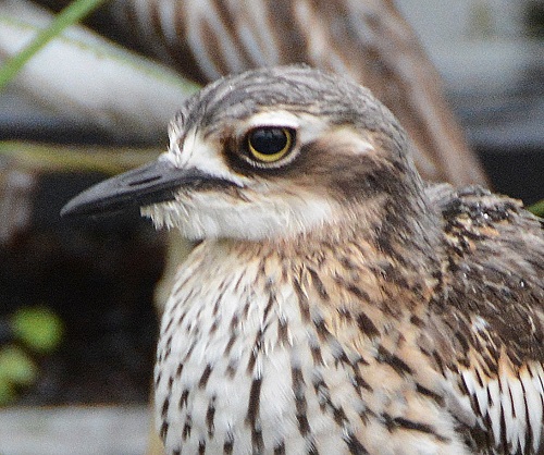 Bush stone-curlew portrait