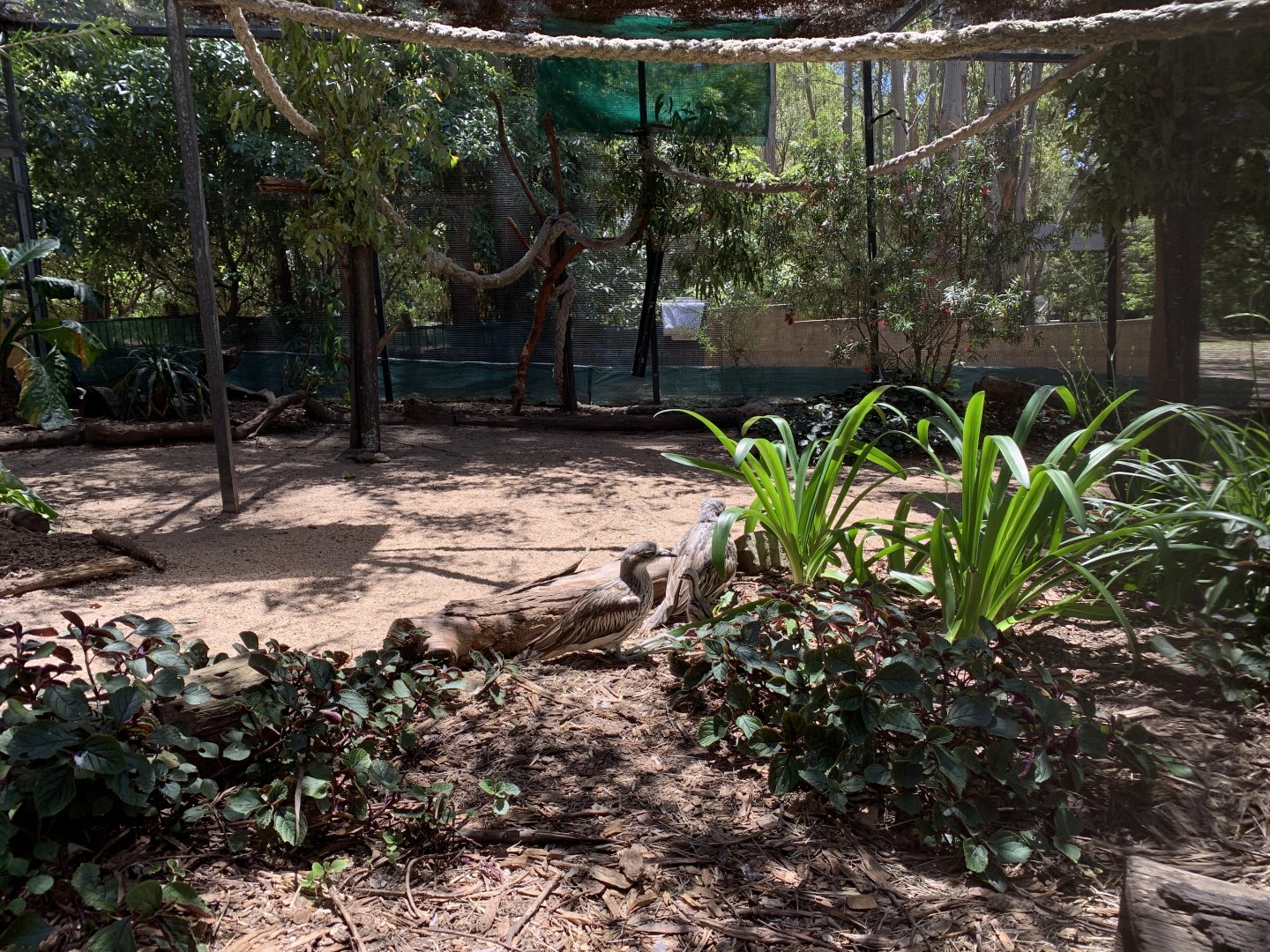 Bush Stone-curlew (Potoroo Palace)