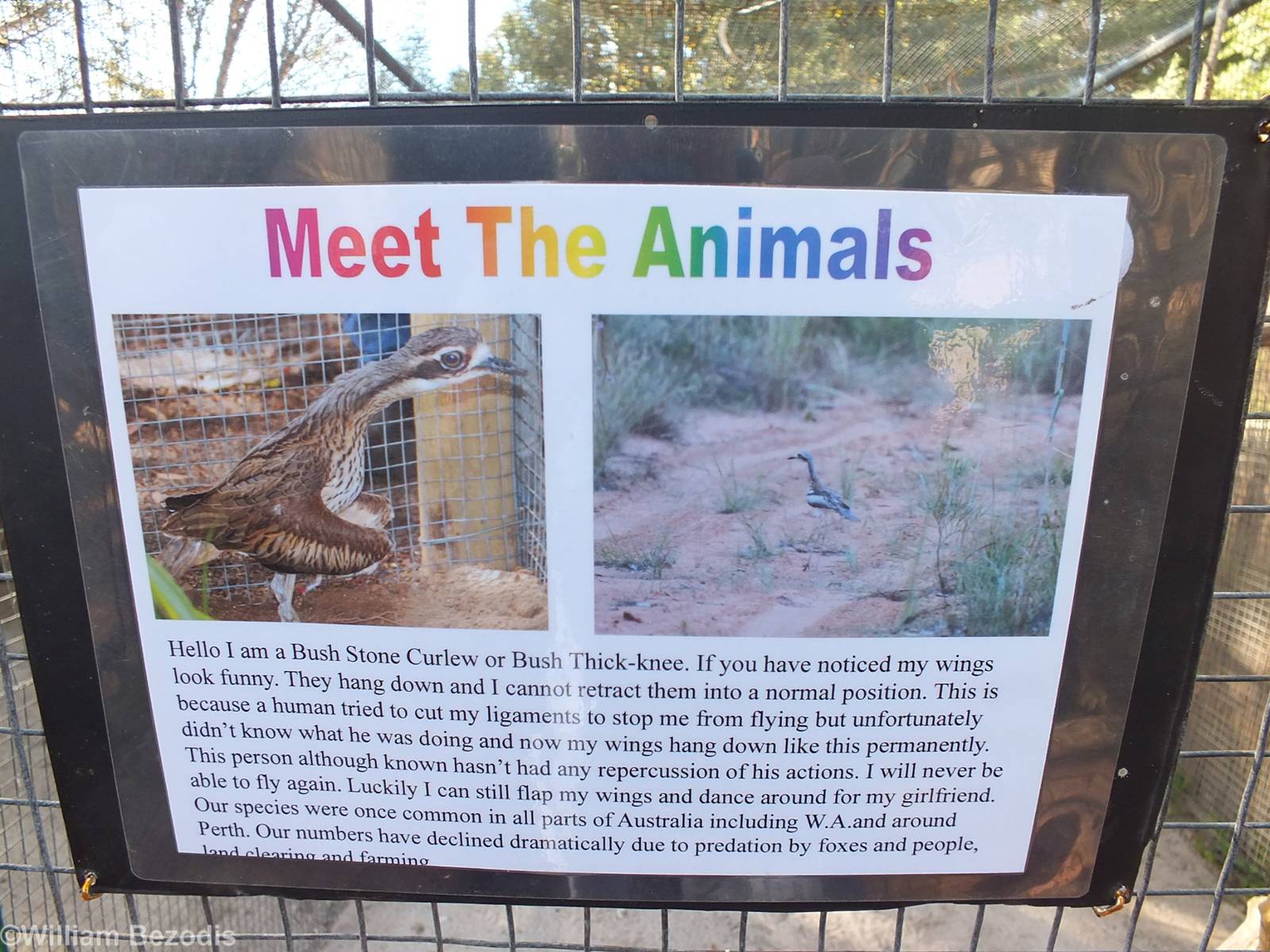 Bush Stone-curlew Sign