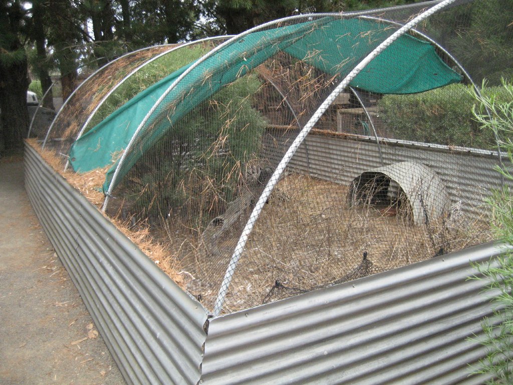Bush Stone-curlew (Thick-Knee) aviary