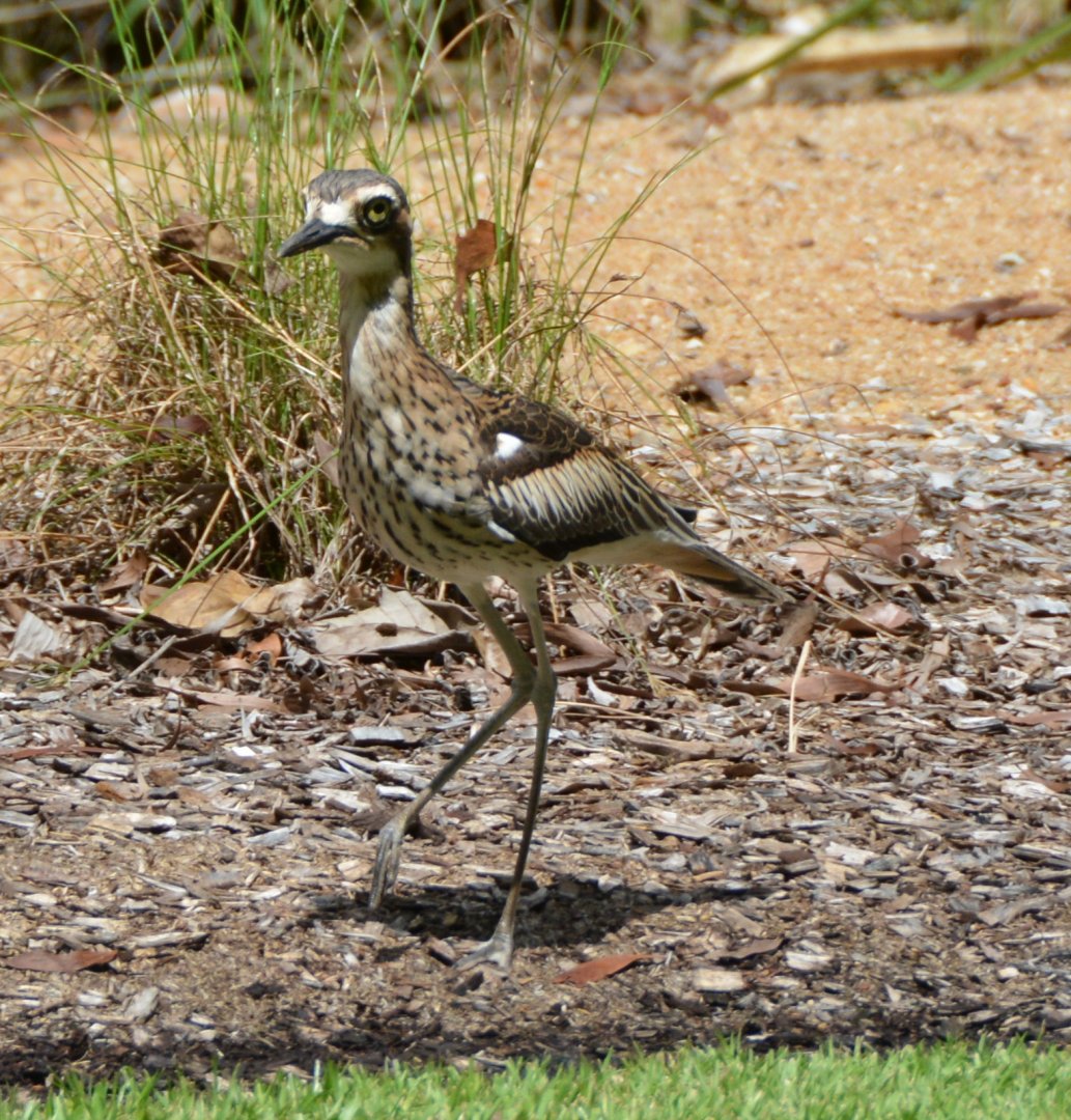 Bush stone-curlew (thick-knee).   Qld