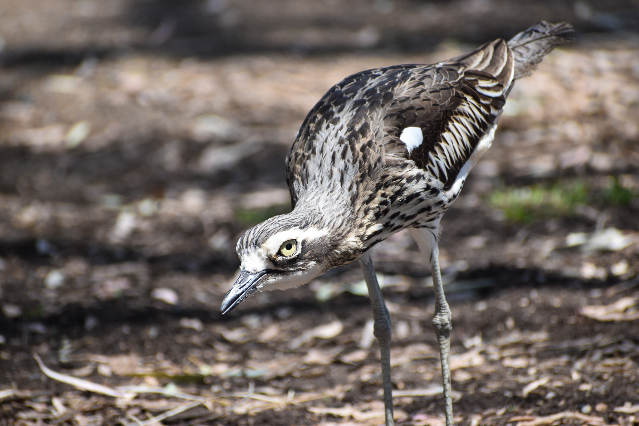 Bush Stone-Curlew - wild