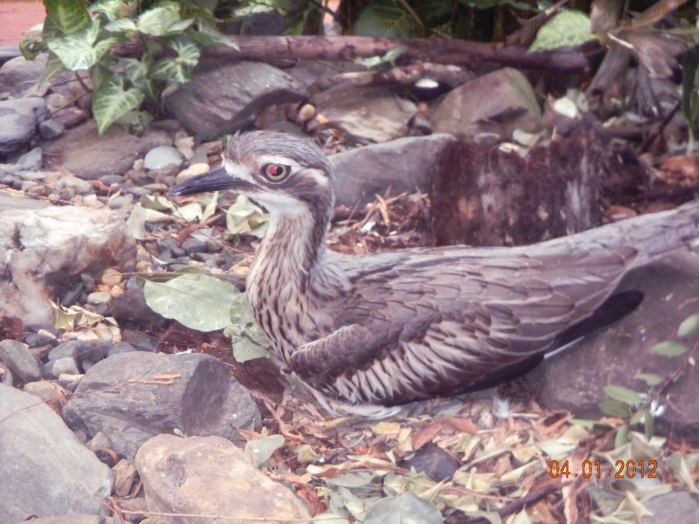 Bush Stone-Curlew - Wildlife Habitat 2012
