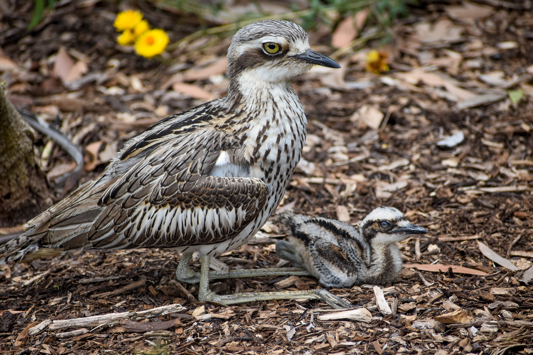 Bush Stone-Curlew with chick