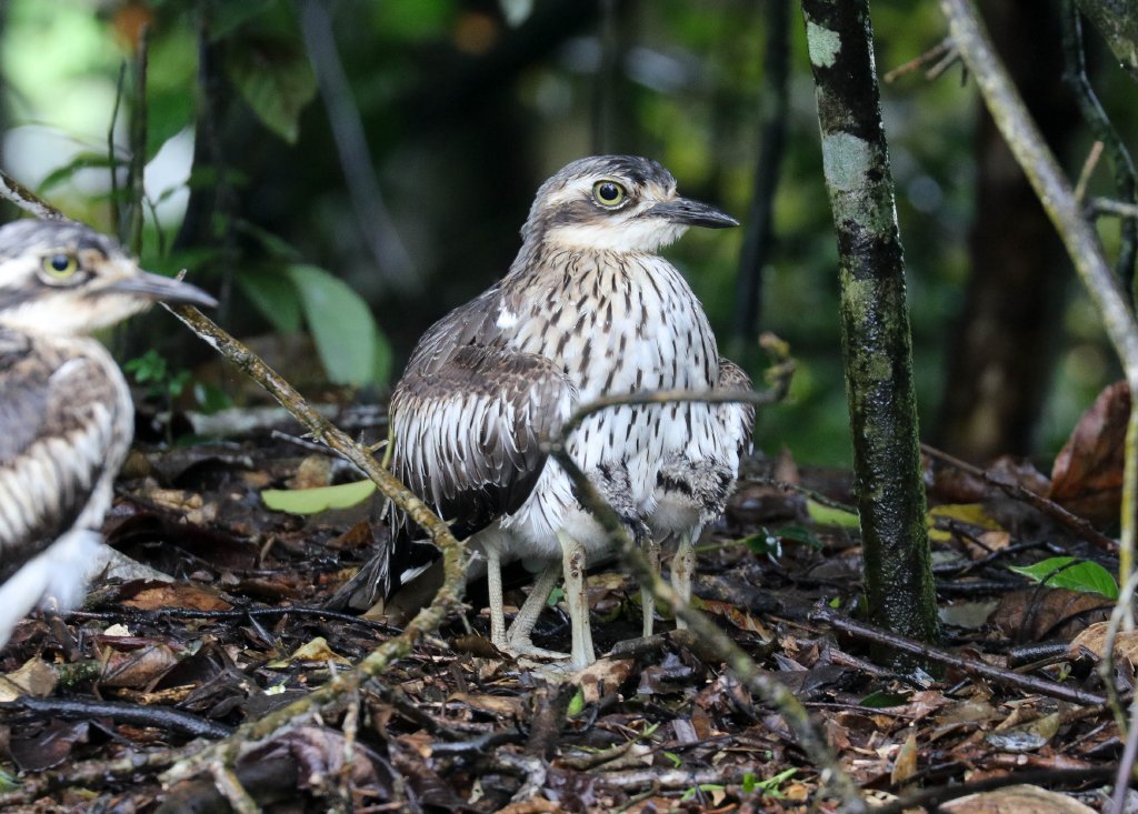 Bush Stone-curlew with chicks