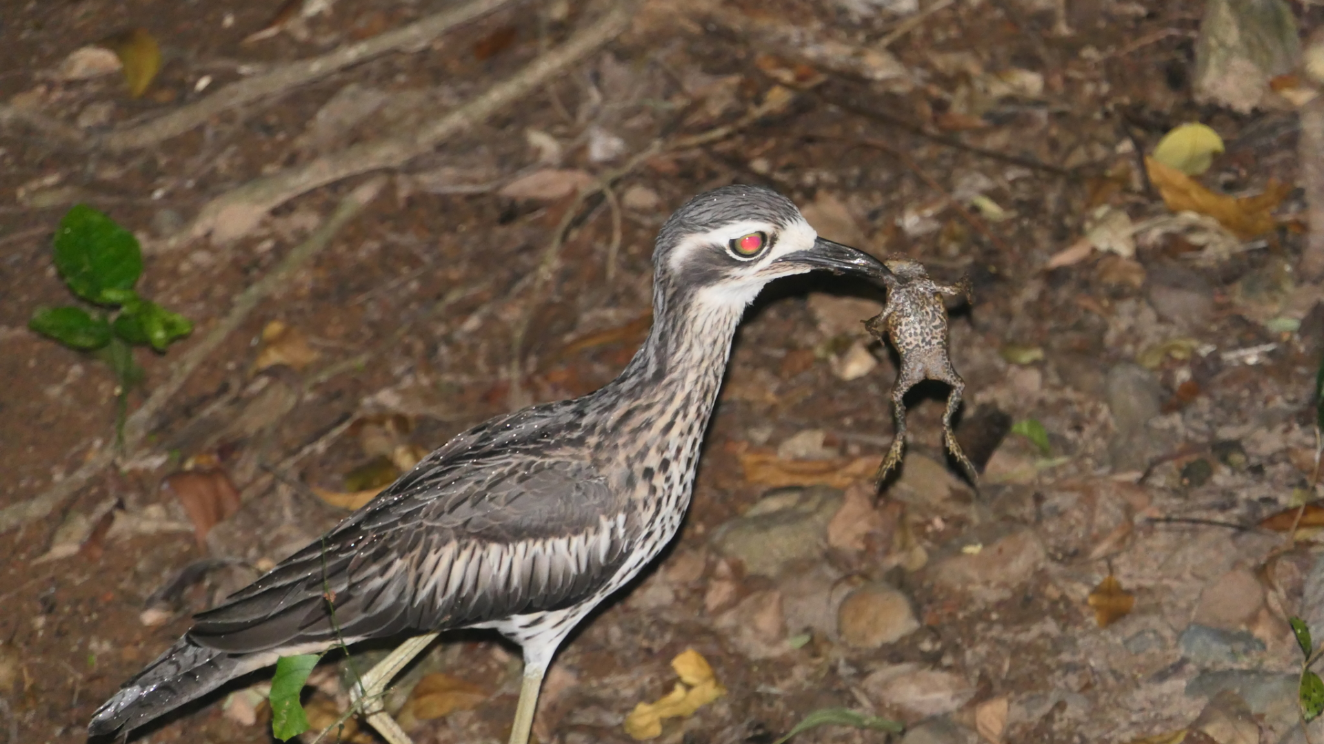 Bush Stone-curlew with prey Cane Toad