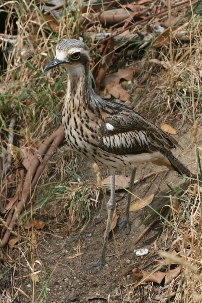 Bush Stone-curlew
