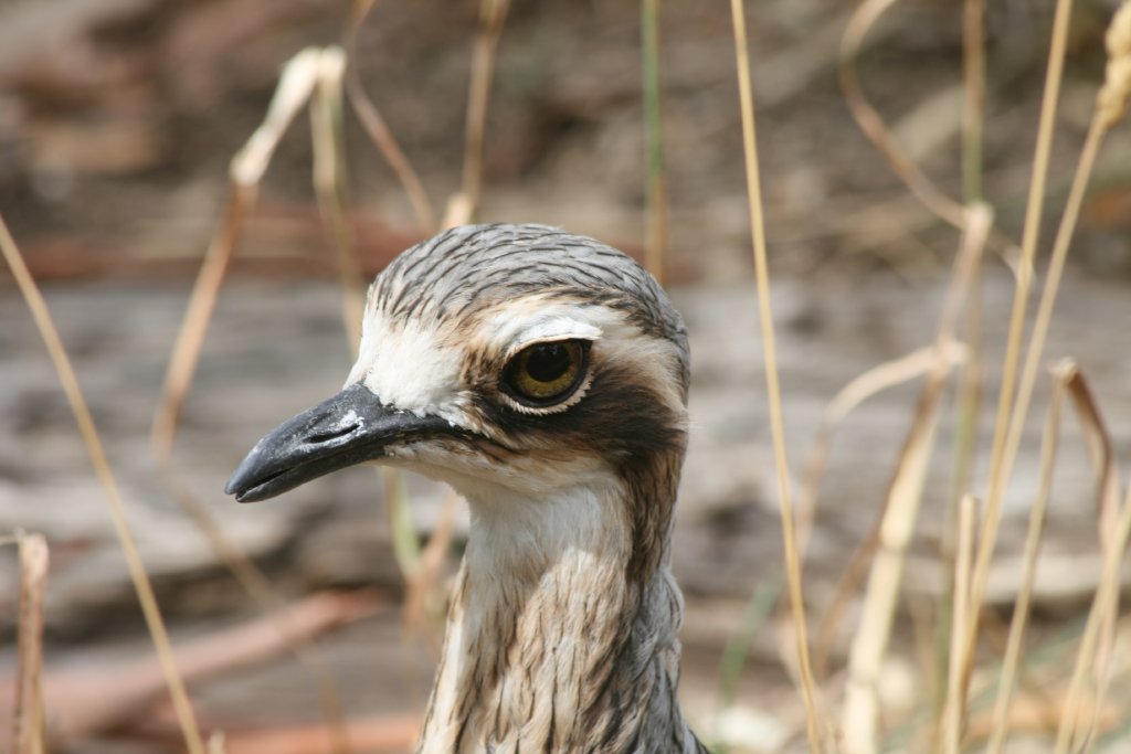 Bush Stone-curlew