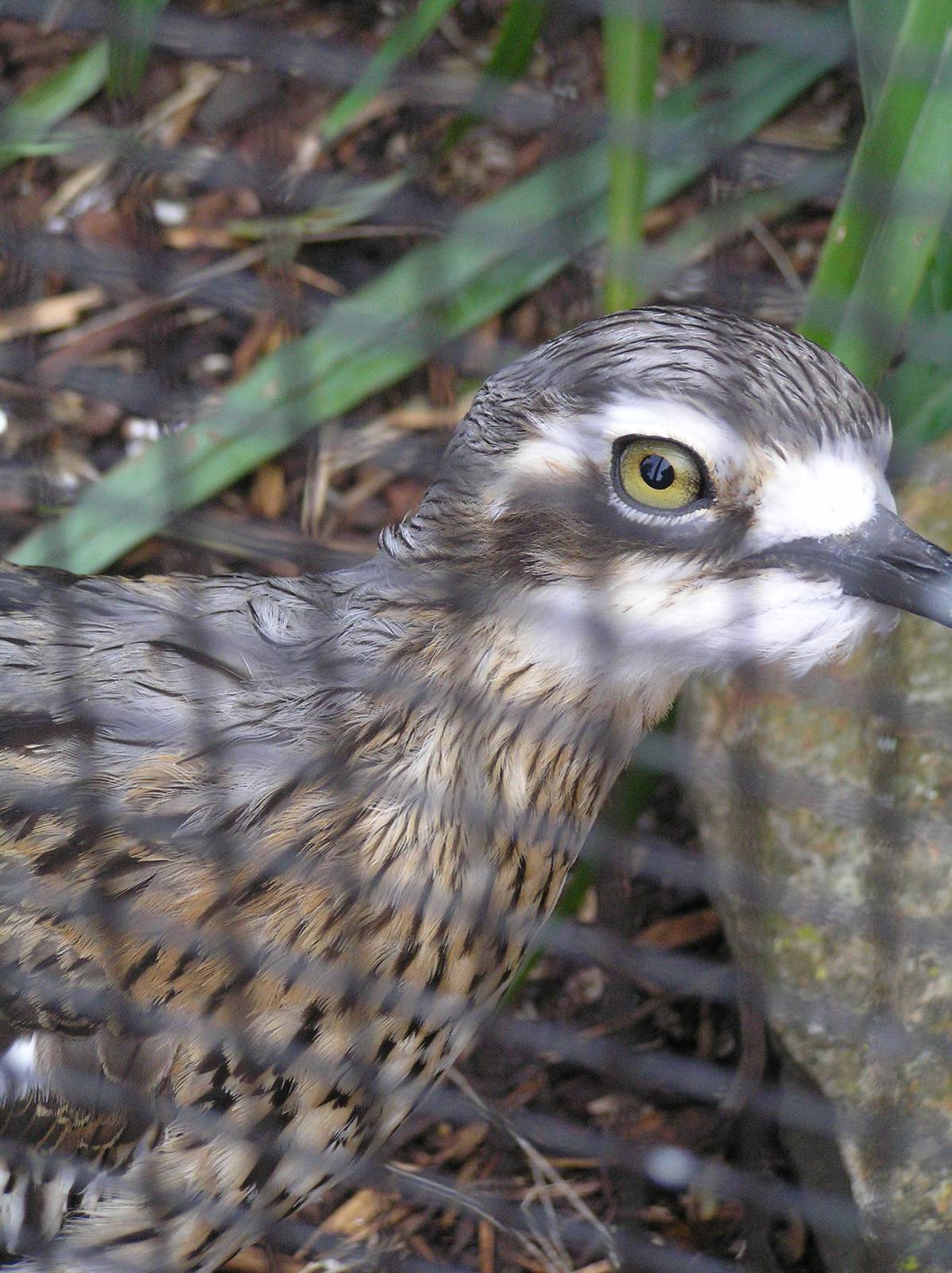 Bush stone curlew