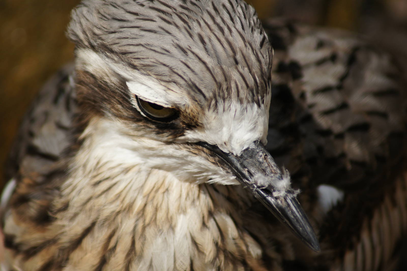 Bush Stone Curlew