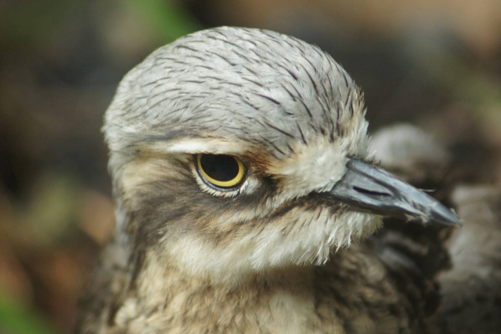 Bush Stone Curlew