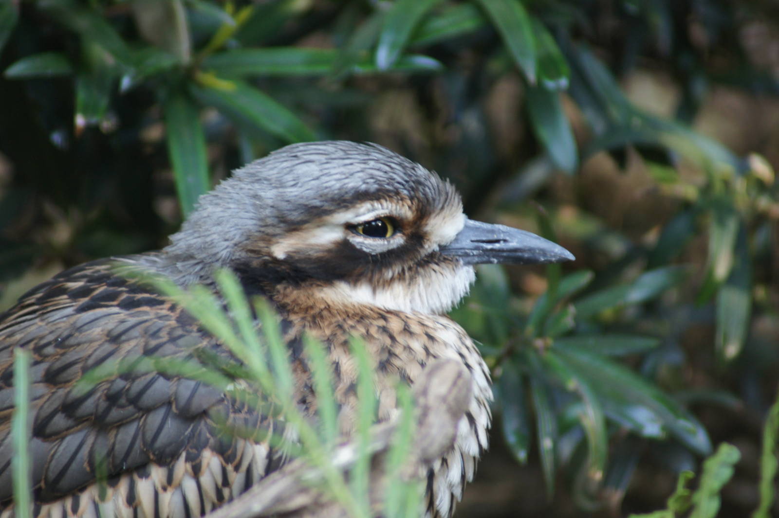 Bush Stone Curlew