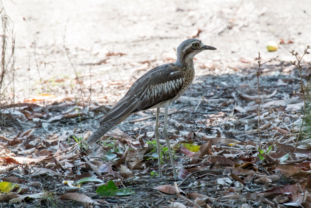 Bush Stone Curlew