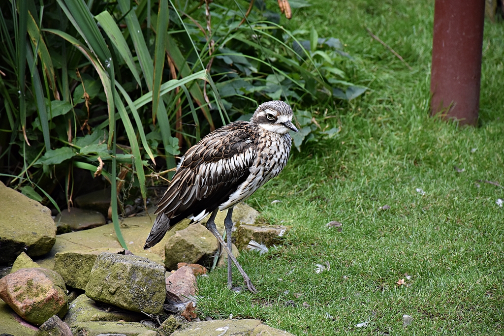 Bush stone-curlew