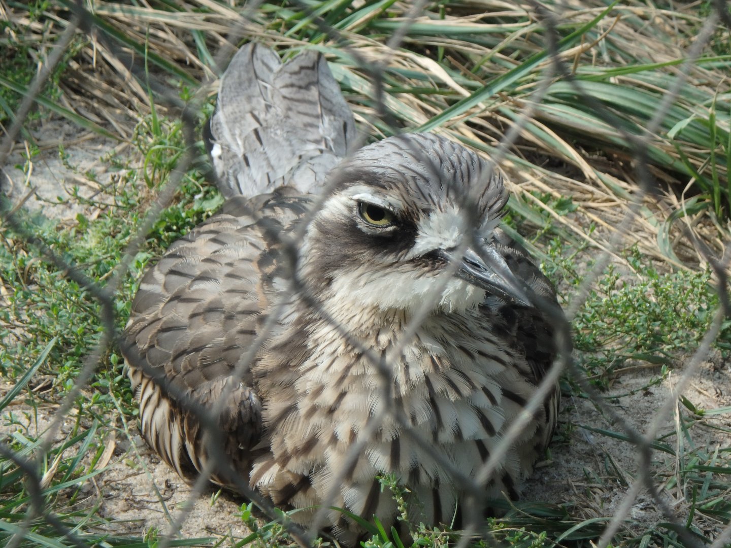 Bush stone-curlew
