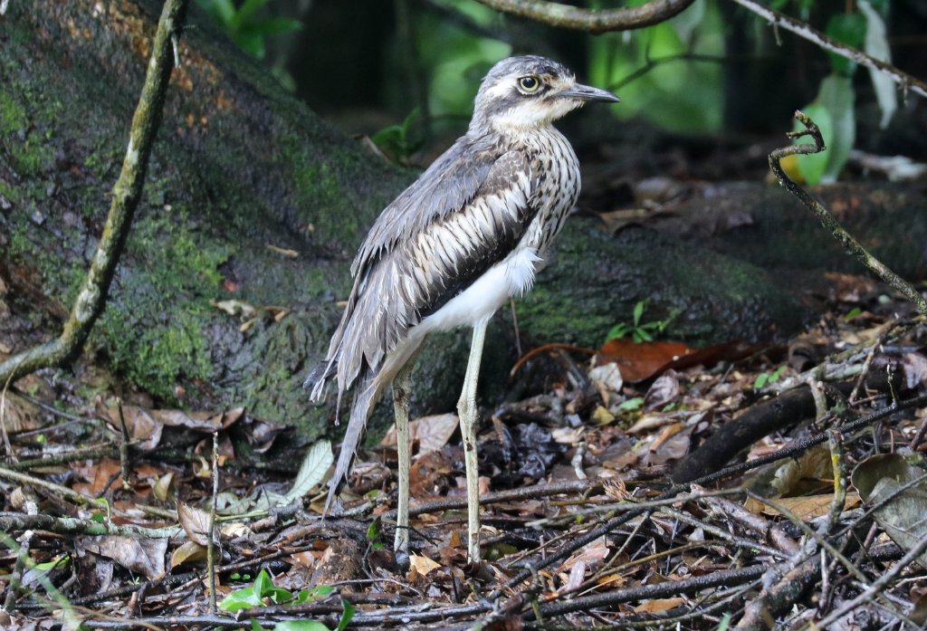 Bush Stone-curlew