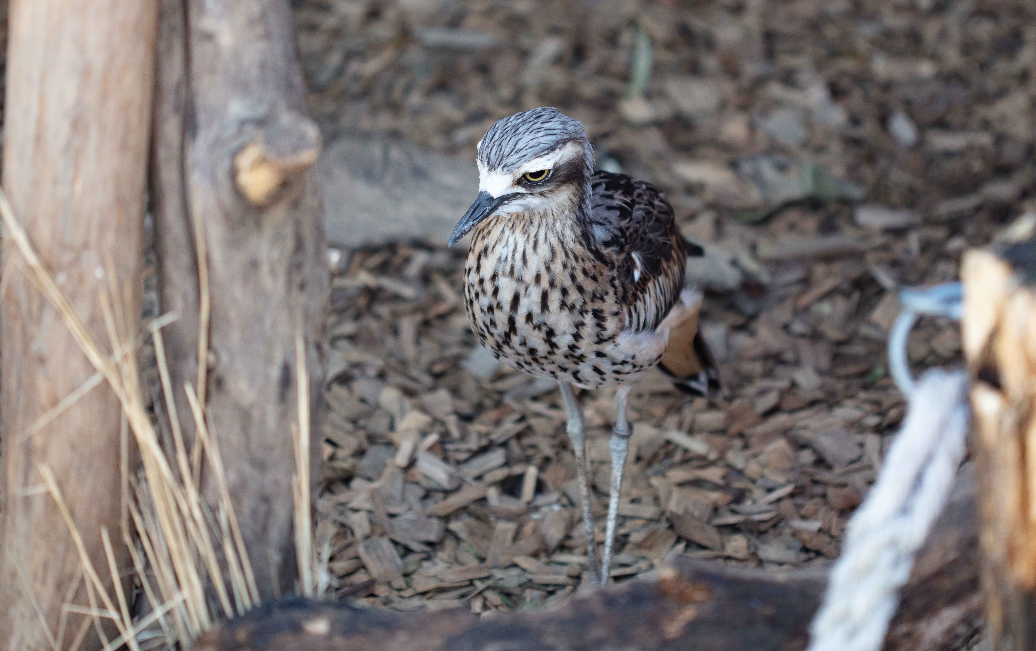 Bush Stone-curlew