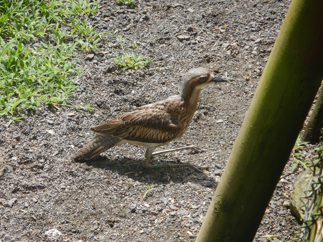 Bush Stone-Curlew