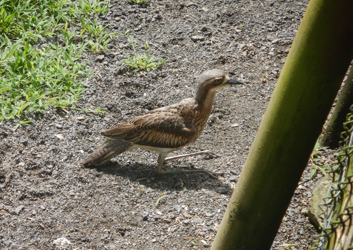 Bush-Stone Curlew