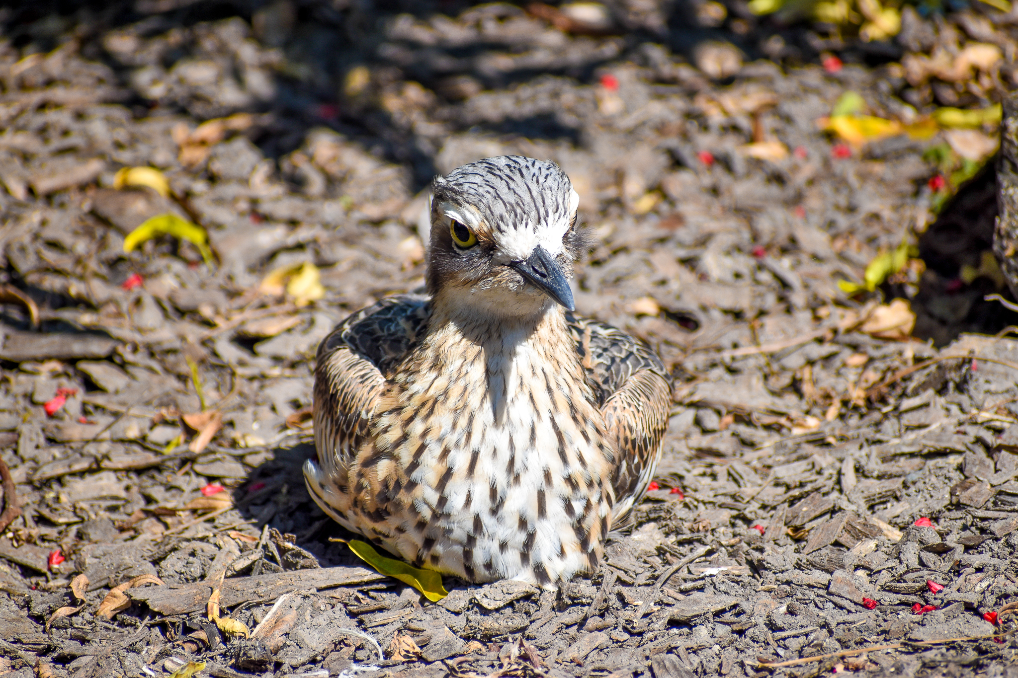Bush Stone-Curlew