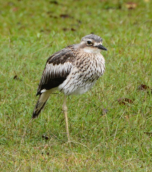 Bush stone-curlew