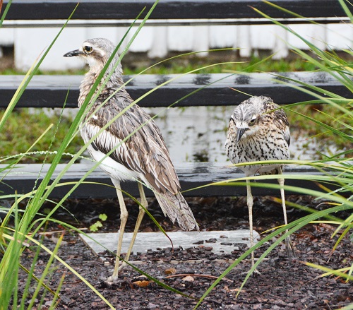 Bush stone curlew