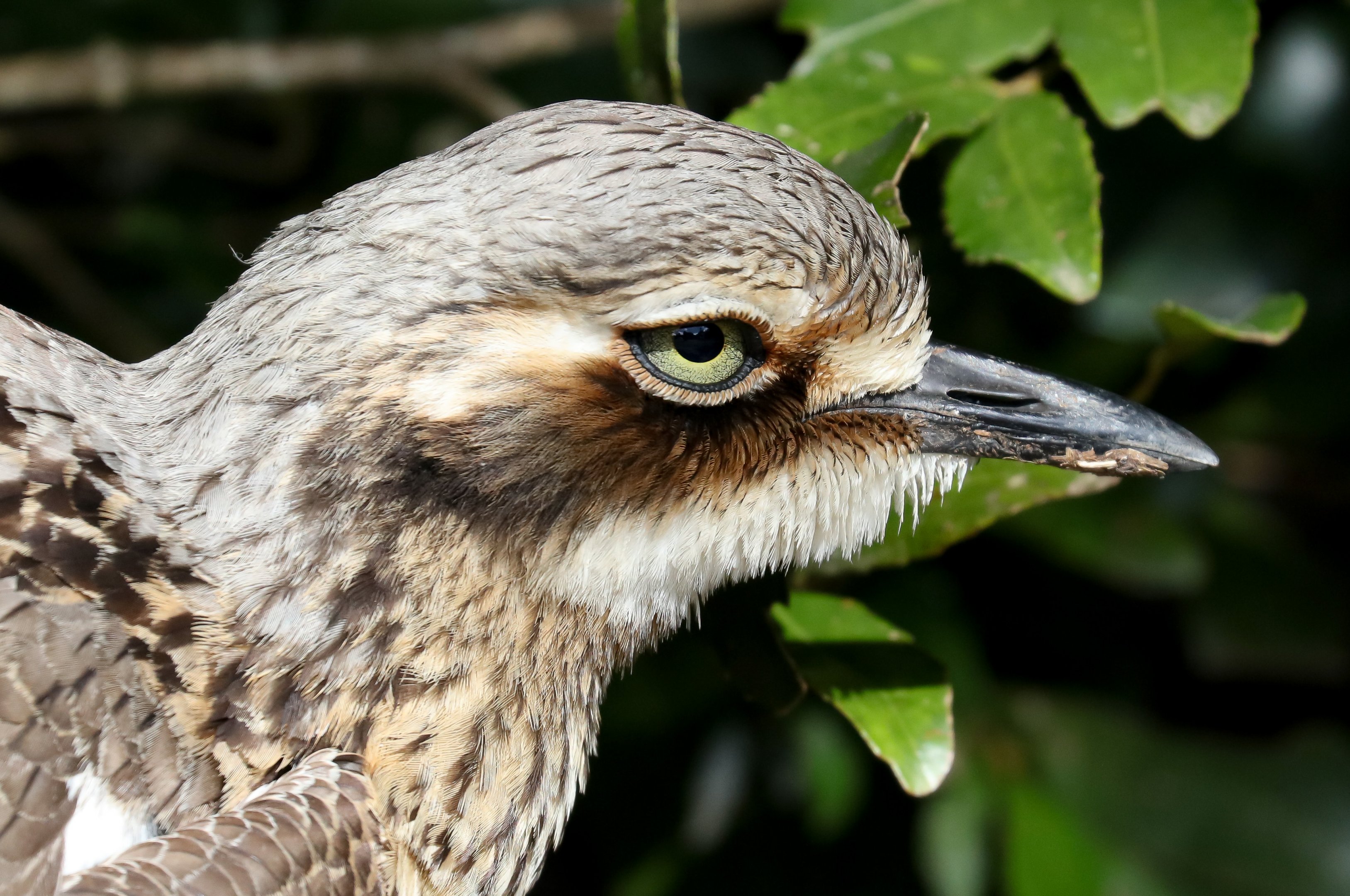 Bush Stone Curlew