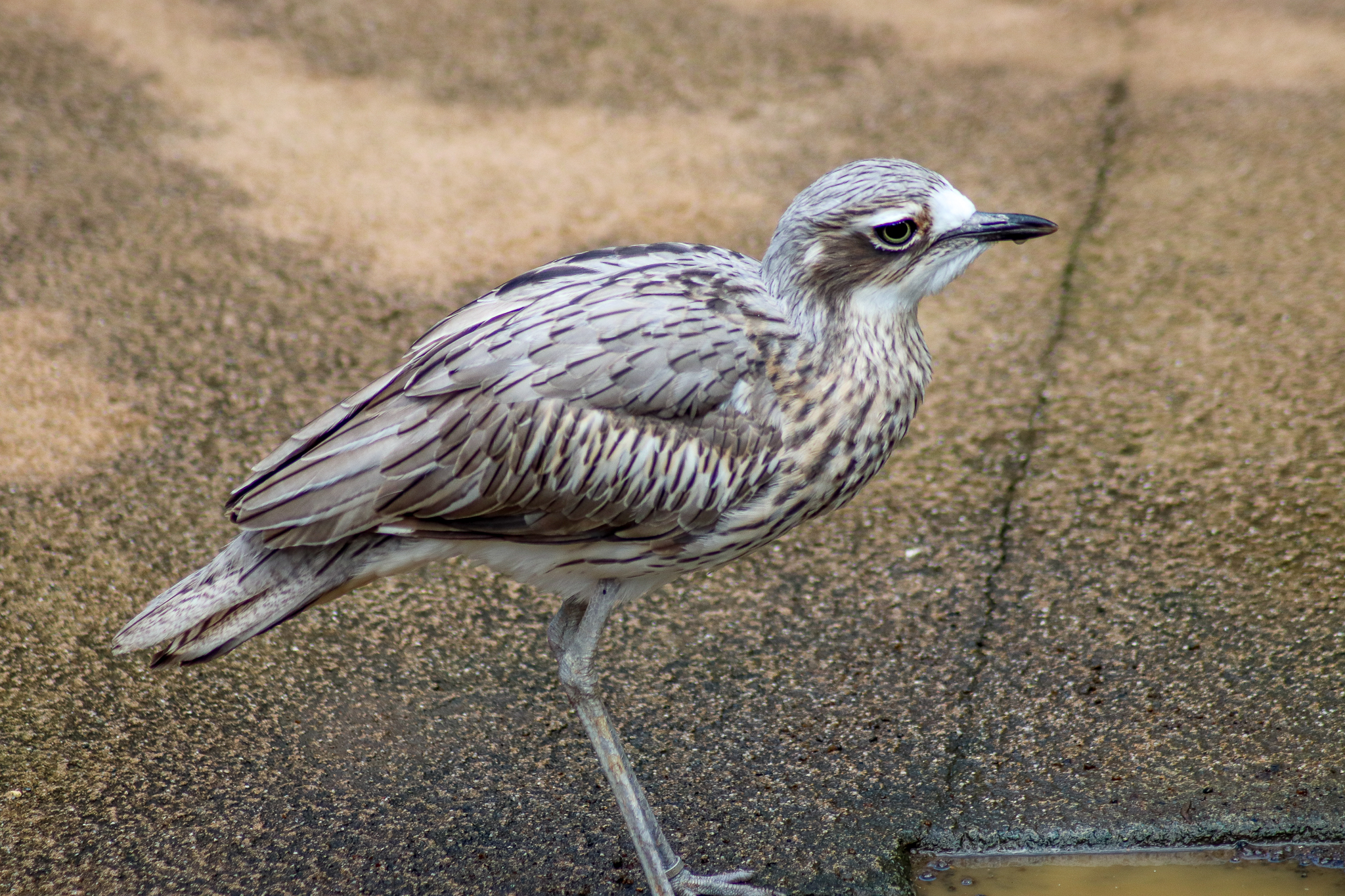 Bush Stone-Curlew