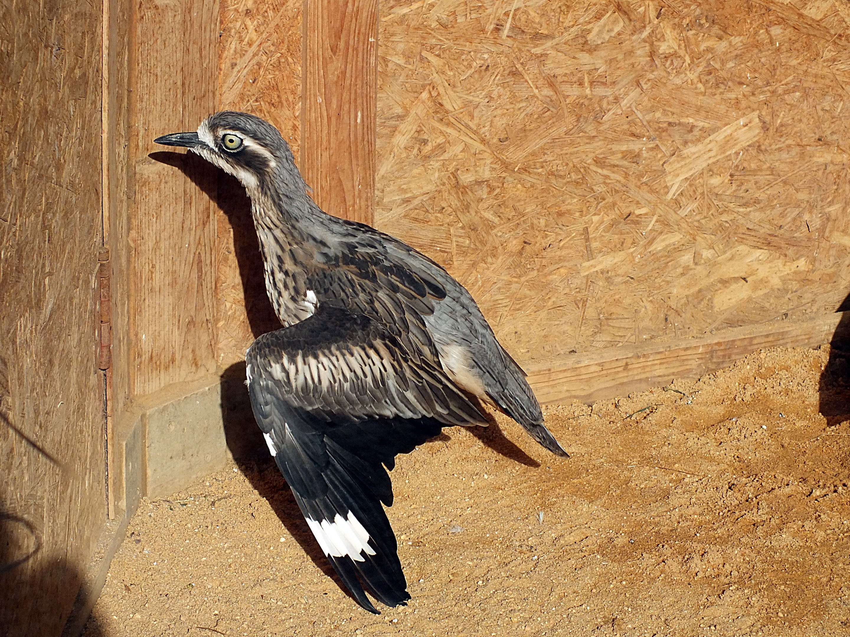 Bush stone-curlew