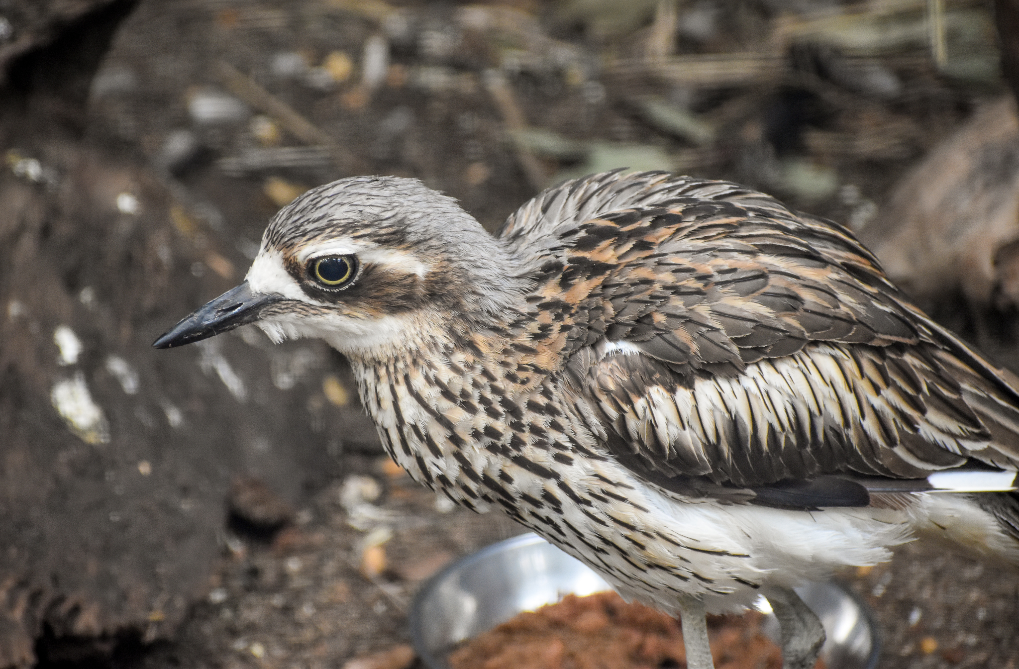 Bush Stone-Curlew