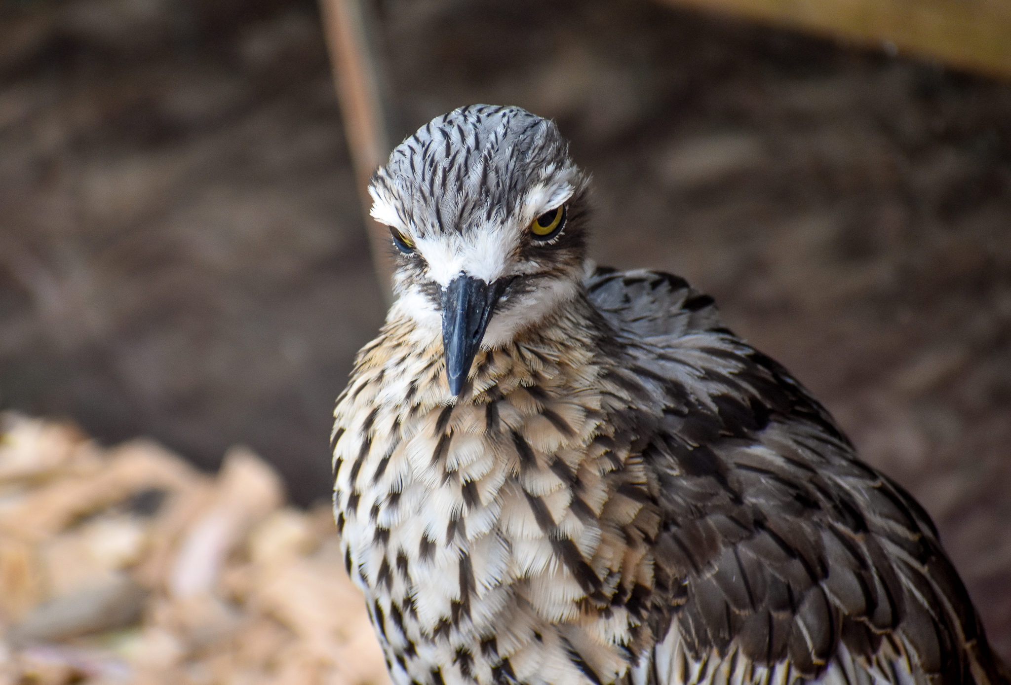 Bush Stone-Curlew