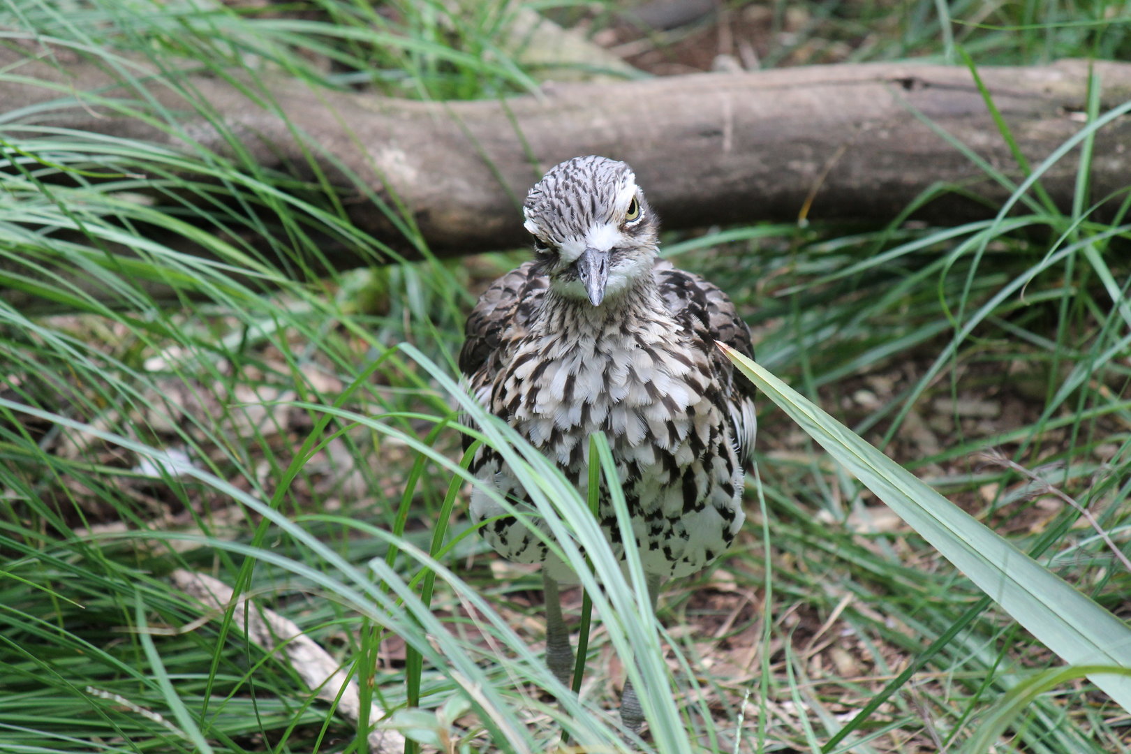 Bush Stone-curlew