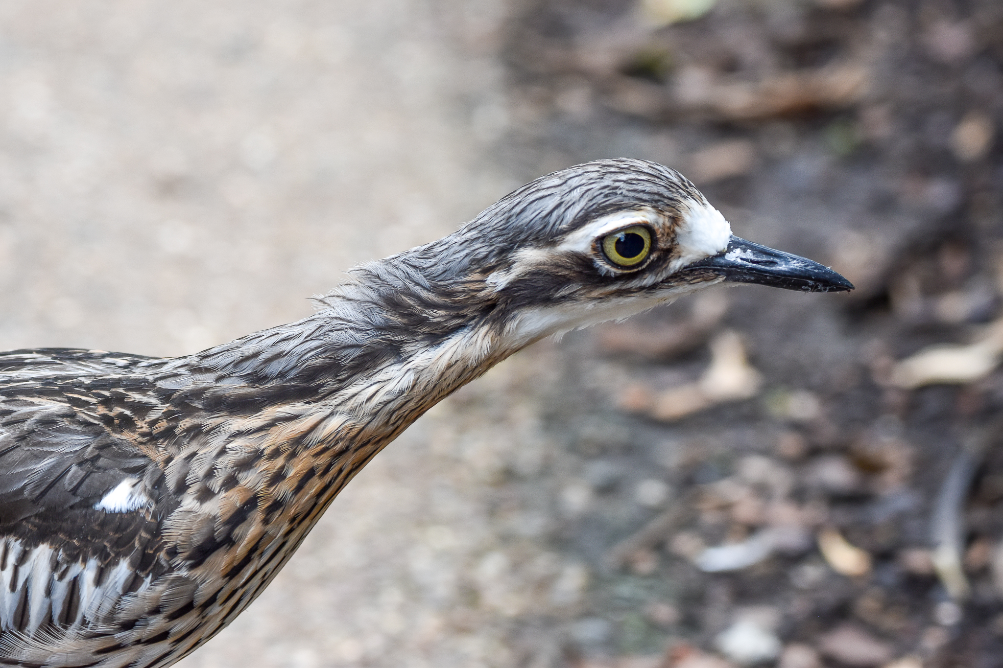 Bush Stone-Curlew
