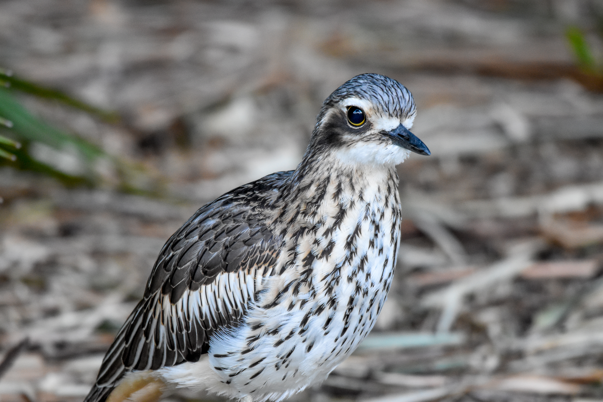 Bush Stone-Curlew