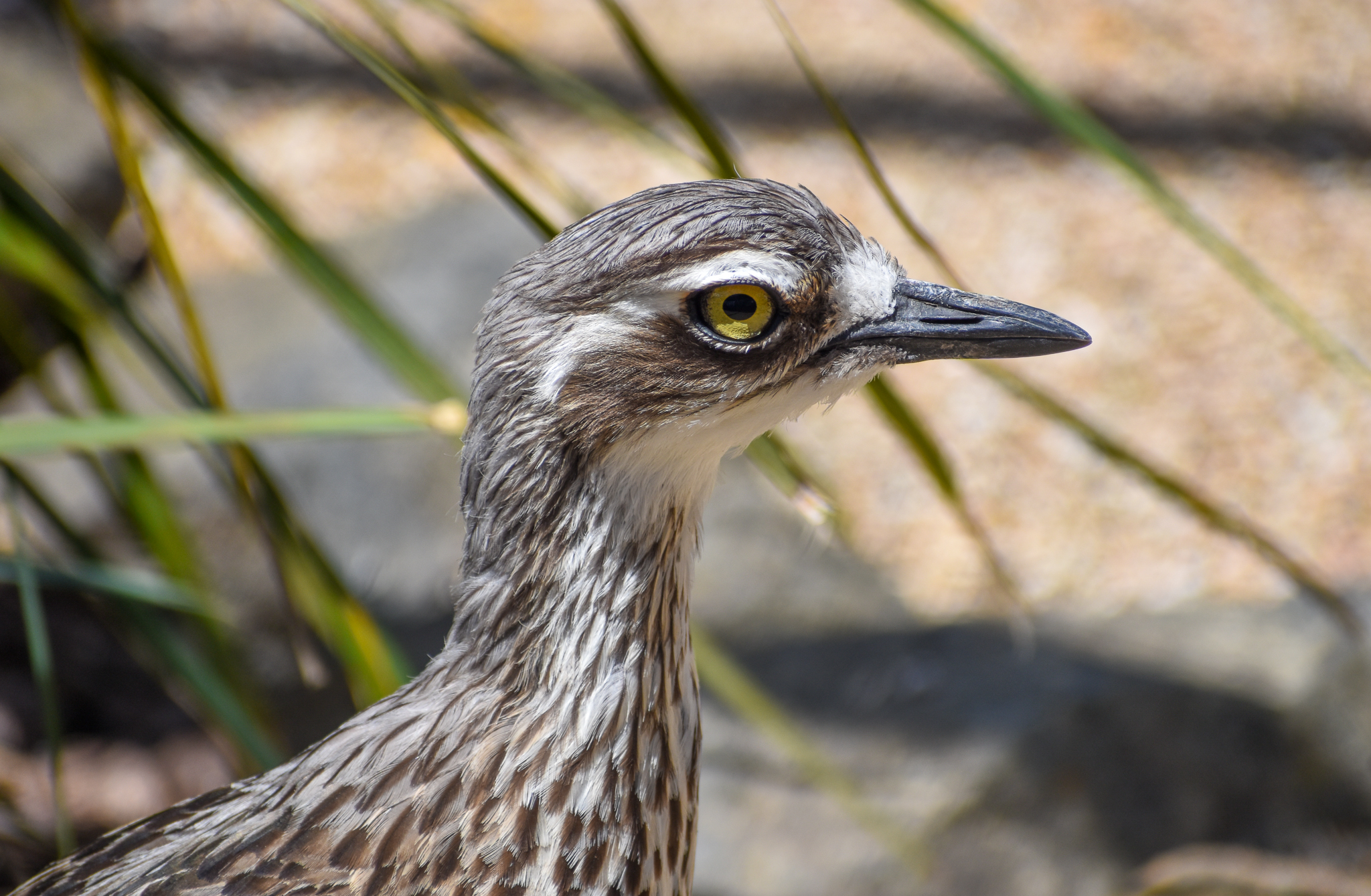 Bush Stone-Curlew