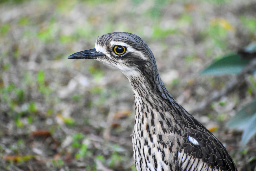 Bush Stone-Curlew