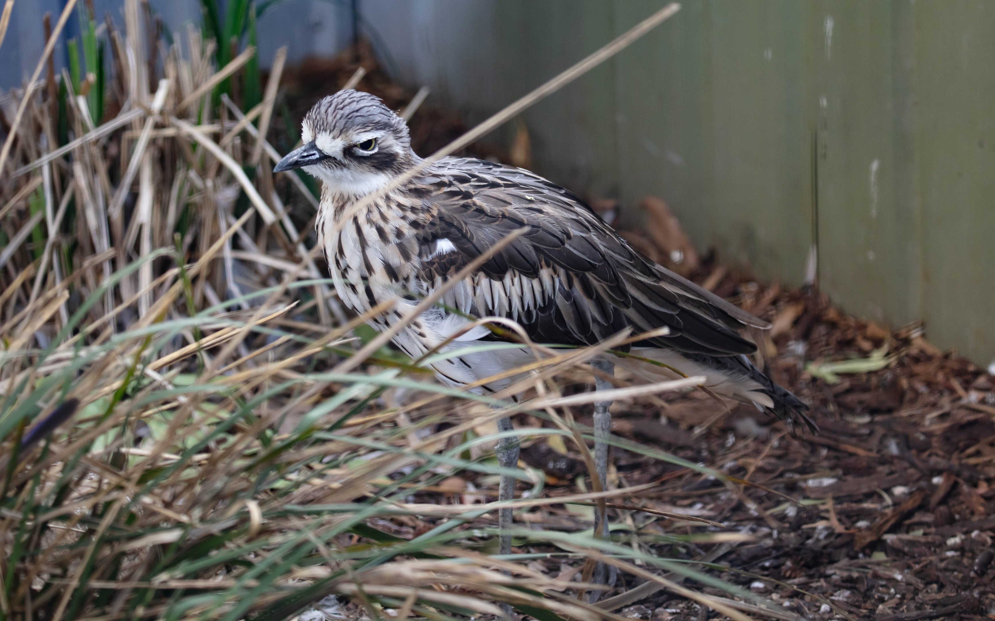 Bush Stone-curlew