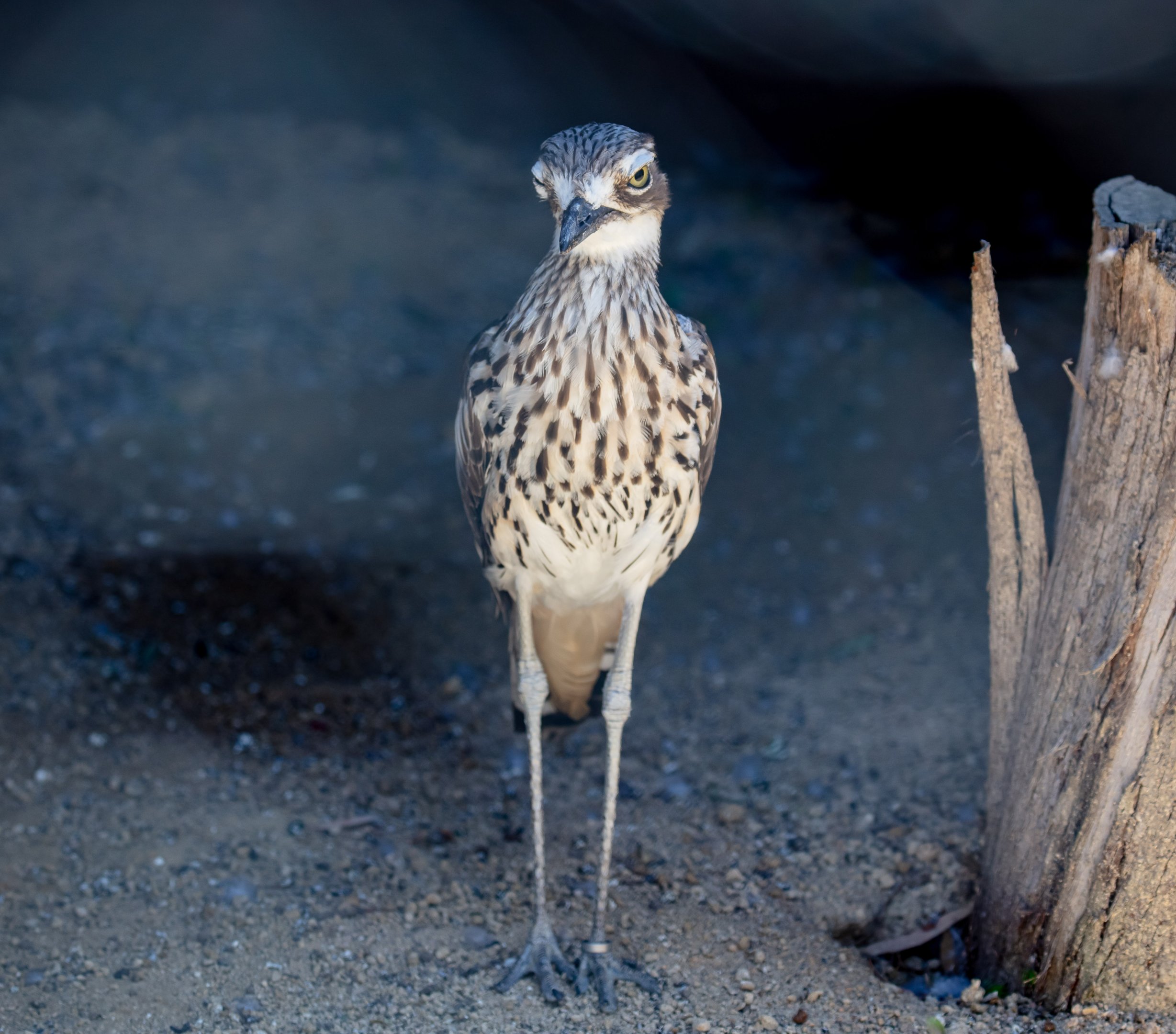 Bush Stone-curlew