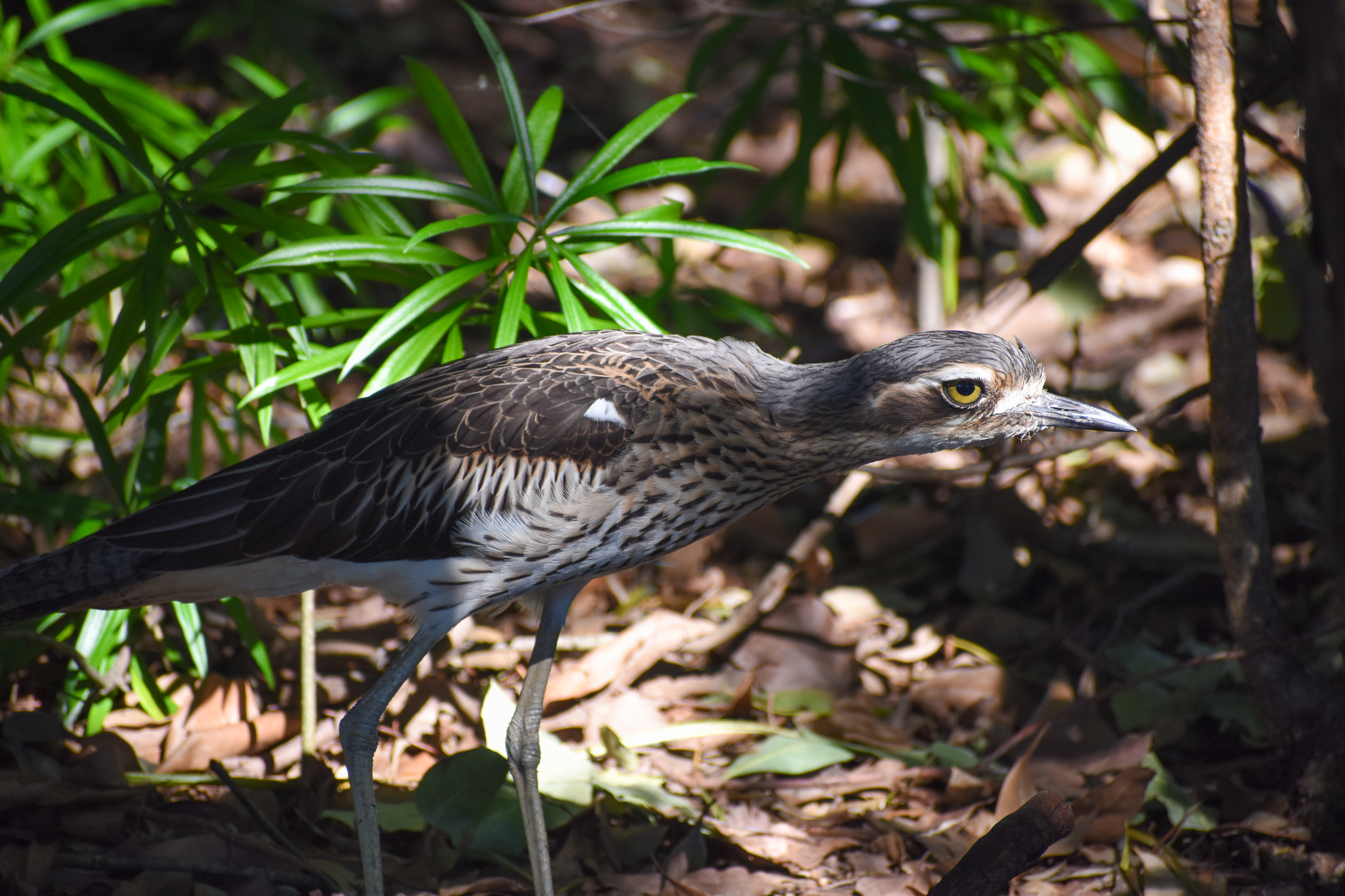 Bush Stone-Curlew