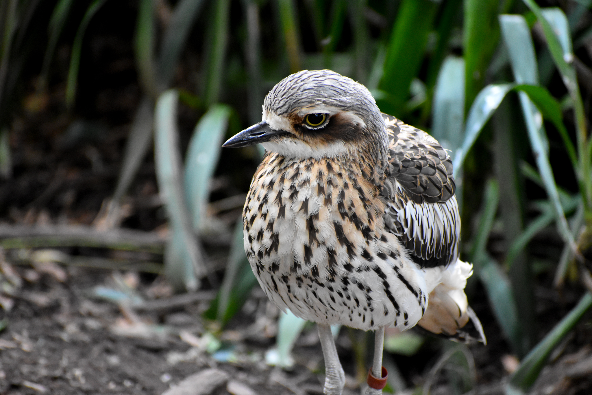 Bush Stone-Curlew