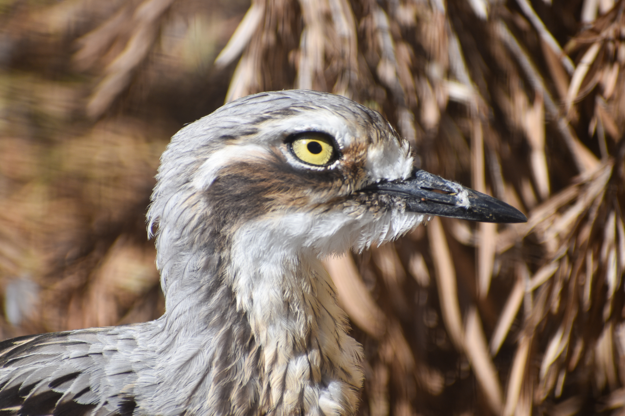 Bush Stone-Curlew