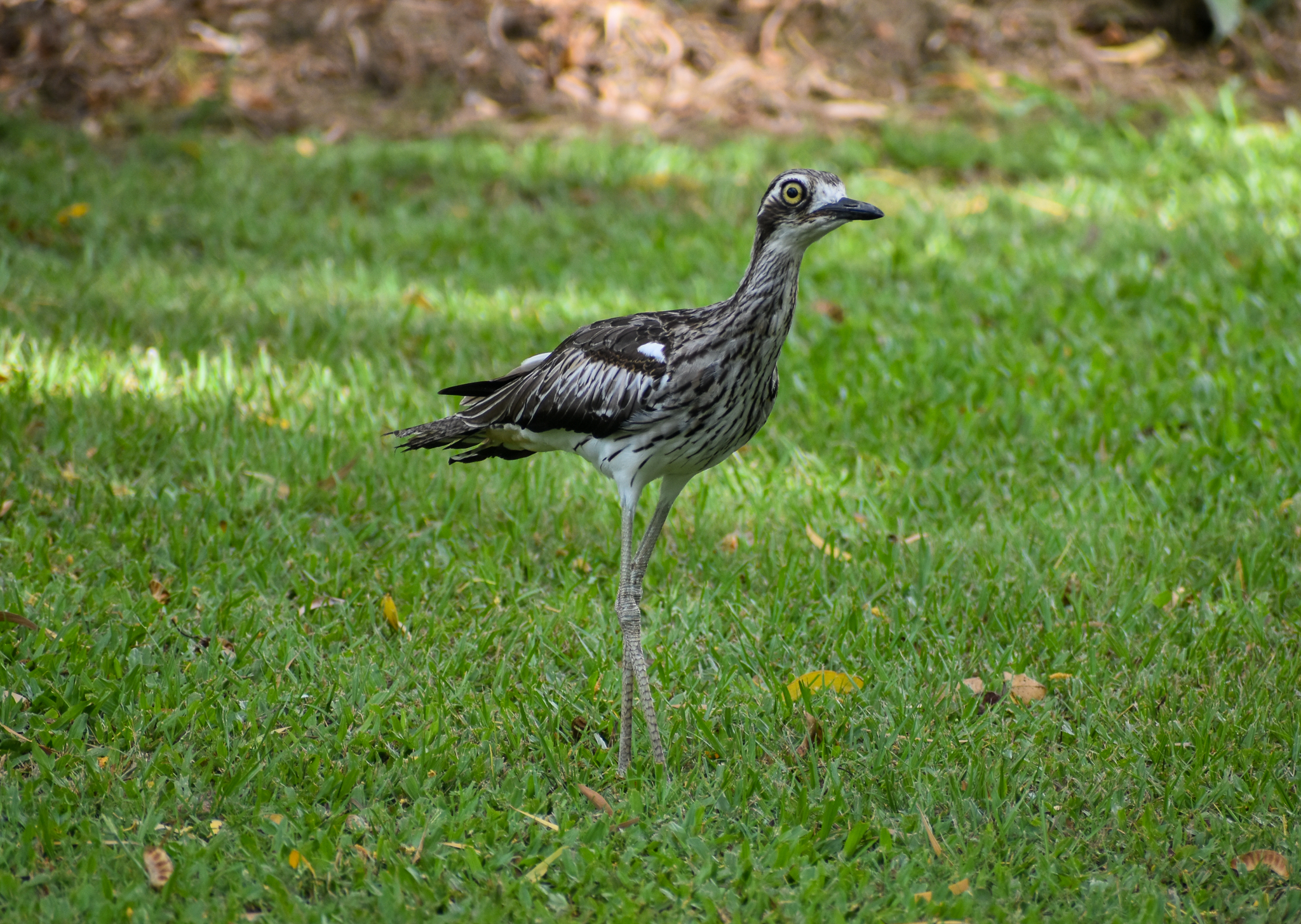 Bush Stone-Curlew