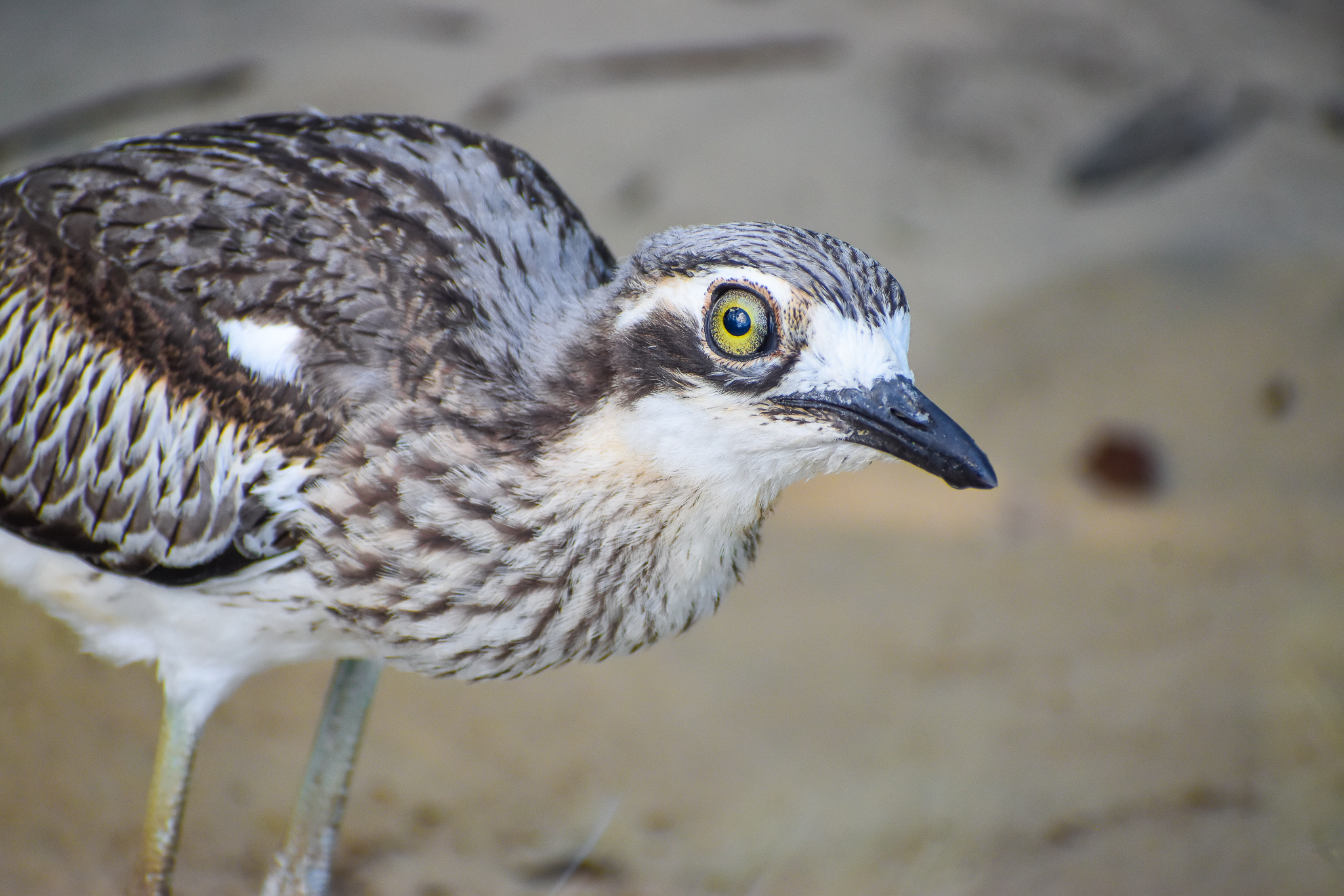 Bush Stone-Curlew
