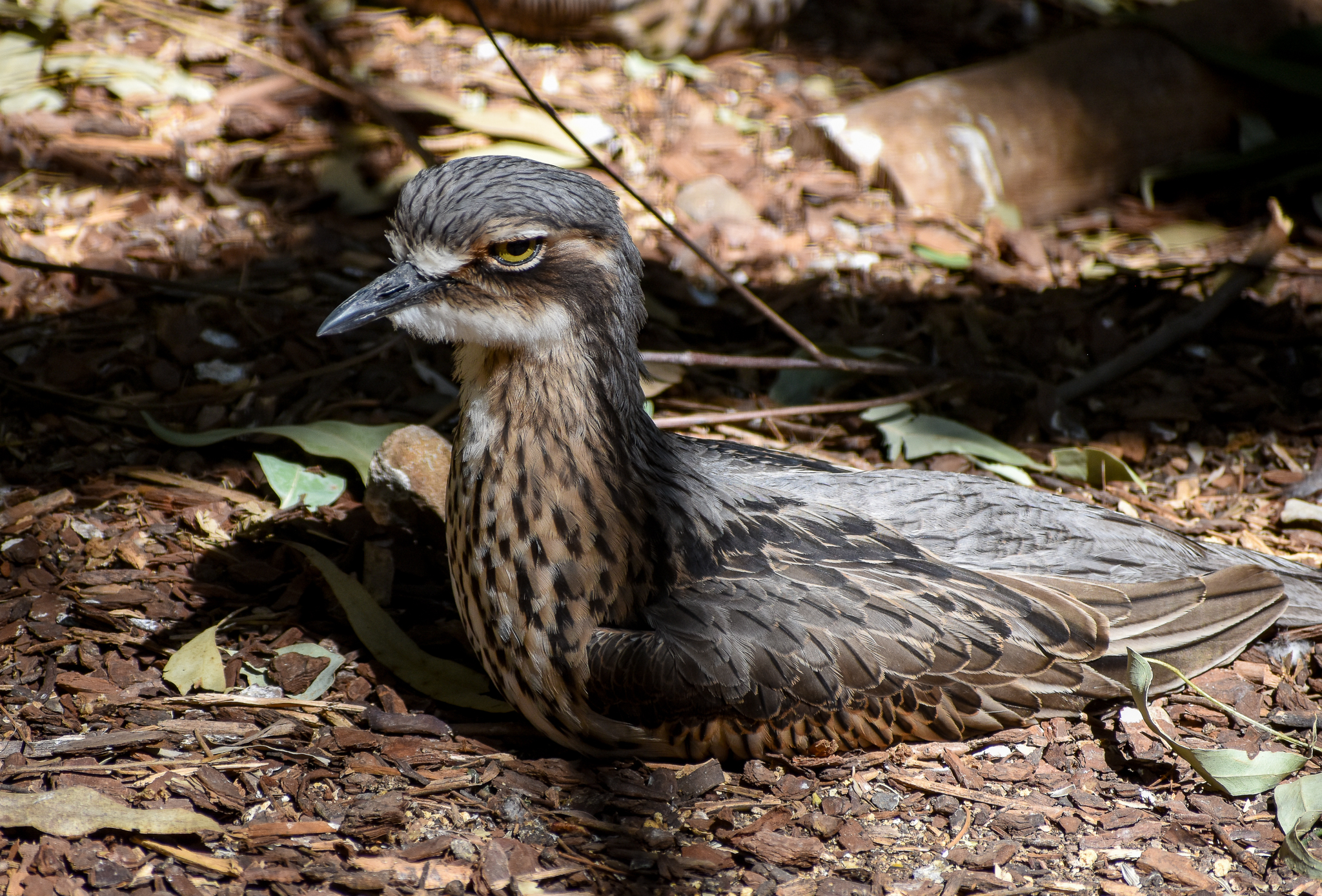 Bush Stone-Curlew