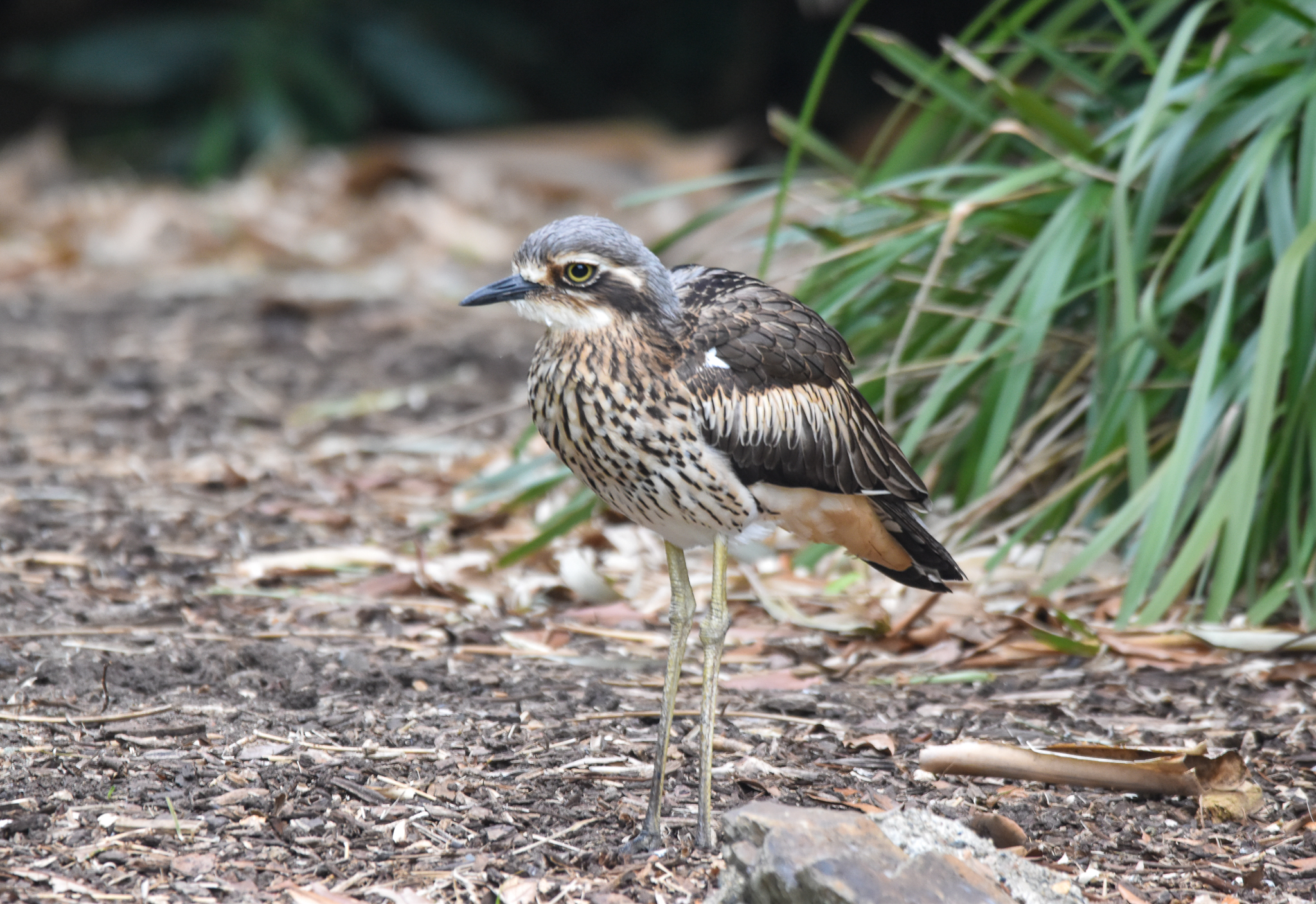 Bush Stone-Curlew