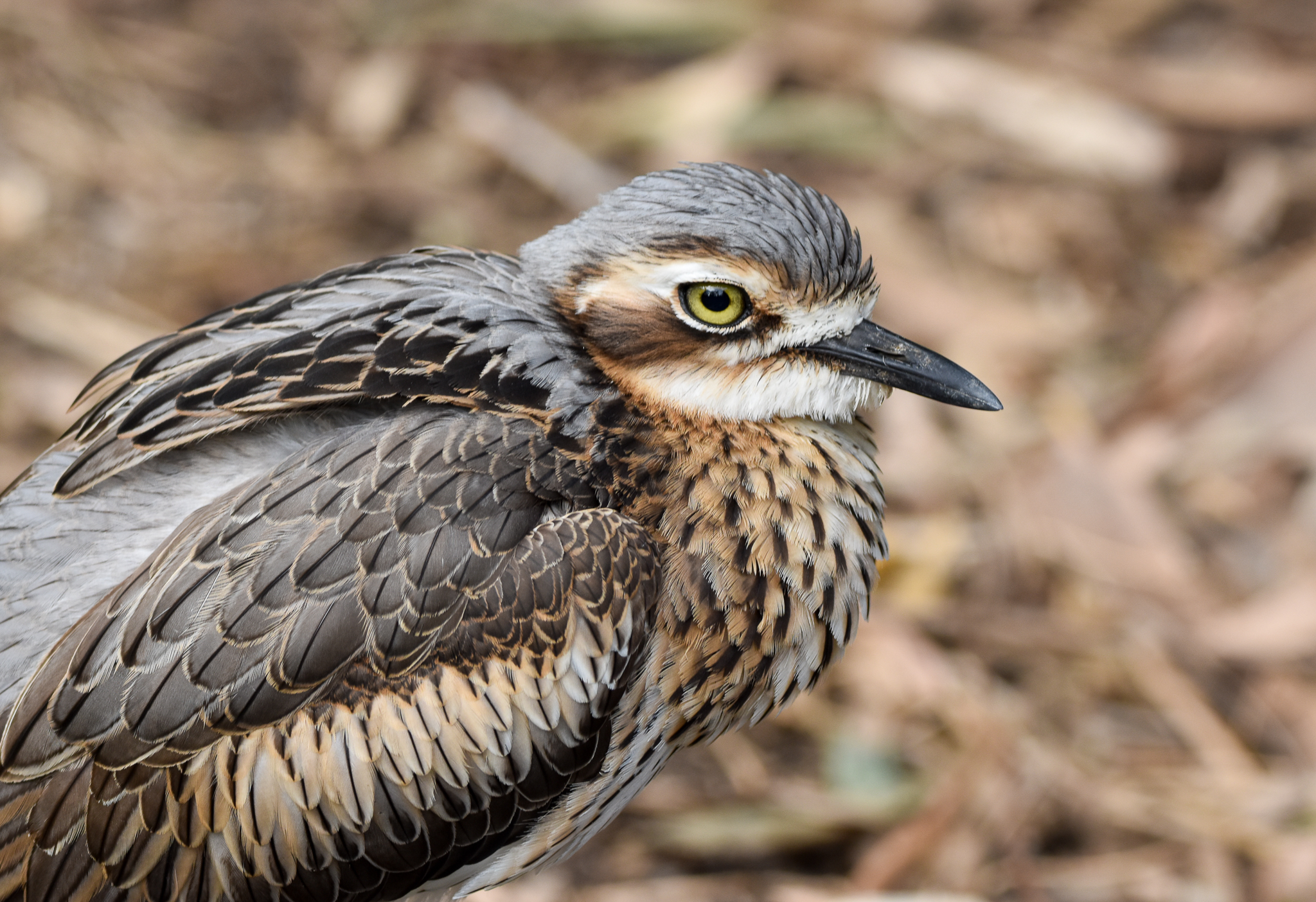 Bush Stone-Curlew