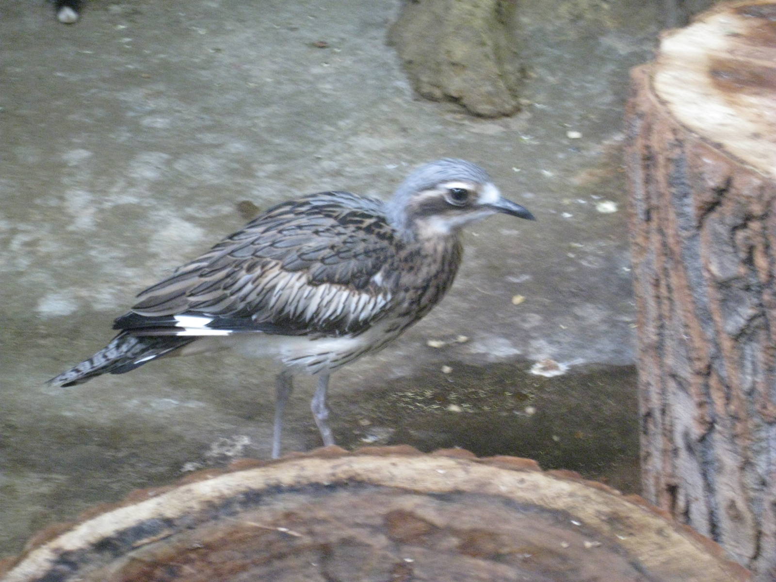 Bush Stone-Curlew